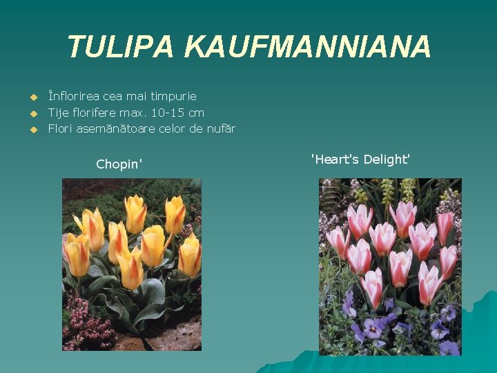 TULIPA KAUFMANNIANA u u u Înflorirea cea mai timpurie Tije florifere max. 10 -15