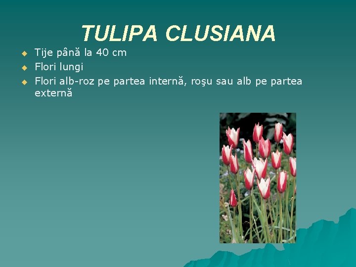 TULIPA CLUSIANA u u u Tije până la 40 cm Flori lungi Flori alb-roz