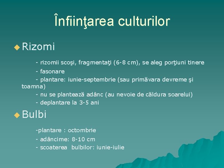 Înfiinţarea culturilor u Rizomi - rizomii scoşi, fragmentaţi (6 -8 cm), se aleg porţiuni