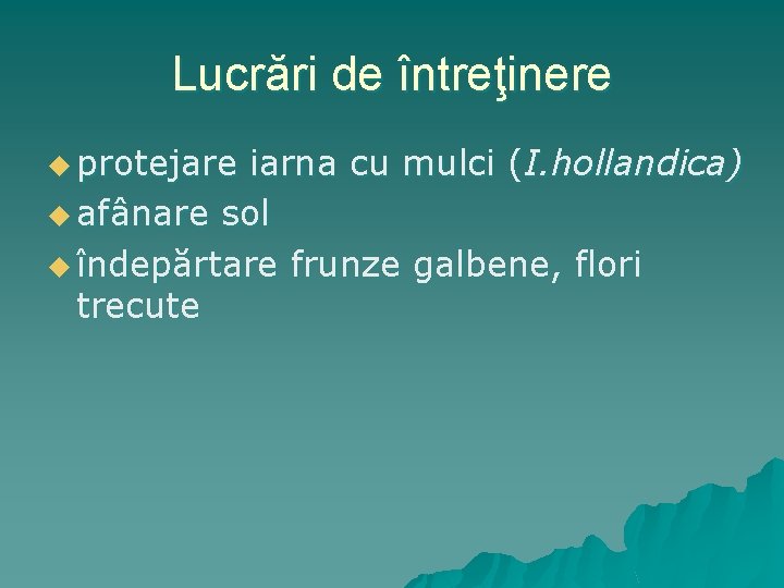 Lucrări de întreţinere u protejare iarna cu mulci (I. hollandica) u afânare sol u