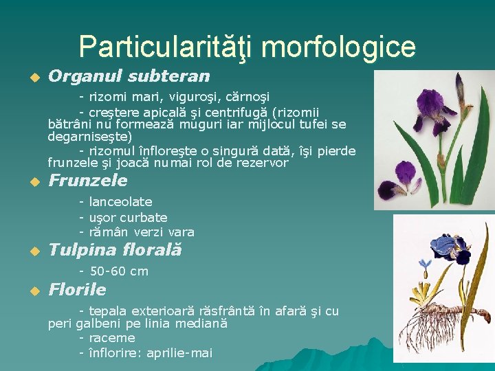 Particularităţi morfologice u Organul subteran - rizomi mari, viguroşi, cărnoşi - creştere apicală şi