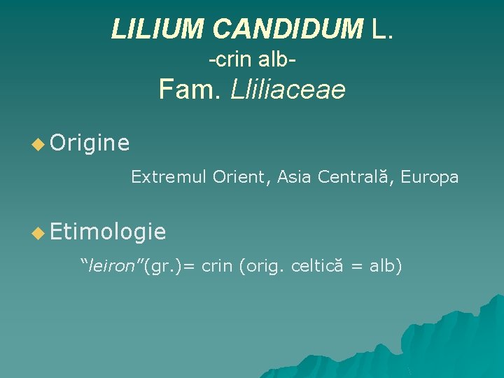 LILIUM CANDIDUM L. -crin alb- Fam. Lliliaceae u Origine Extremul Orient, Asia Centrală, Europa
