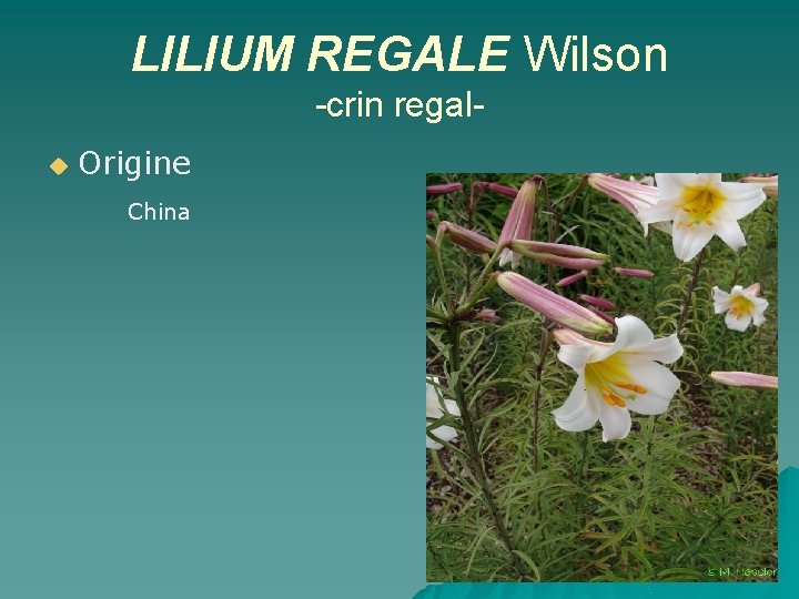 LILIUM REGALE Wilson -crin regalu Origine China 