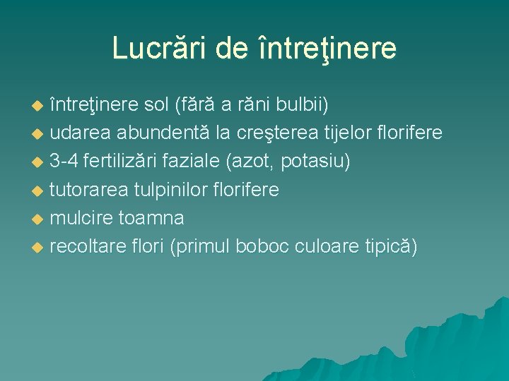 Lucrări de întreţinere sol (fără a răni bulbii) u udarea abundentă la creşterea tijelor