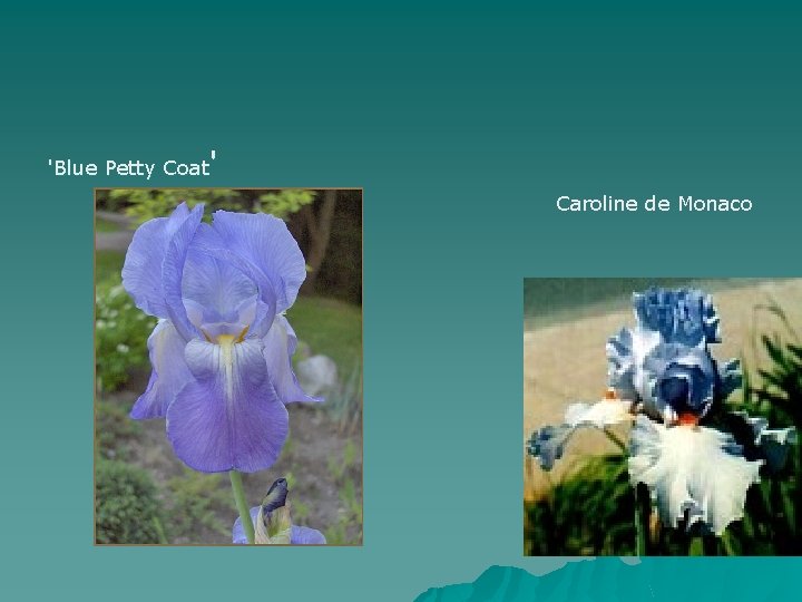 'Blue Petty Coat' Caroline de Monaco 