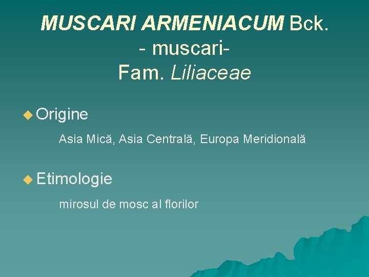 MUSCARI ARMENIACUM Bck. - muscari. Fam. Liliaceae u Origine Asia Mică, Asia Centrală, Europa