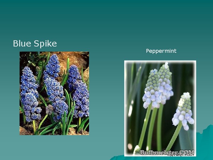 Blue Spike Peppermint 