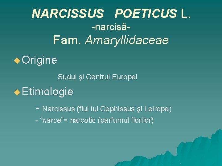 NARCISSUS POETICUS L. -narcisă- Fam. Amaryllidaceae u Origine Sudul şi Centrul Europei u Etimologie