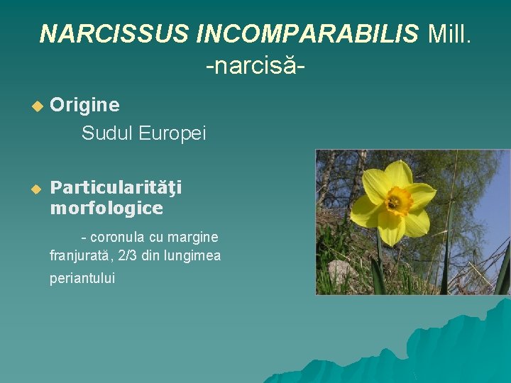 NARCISSUS INCOMPARABILIS Mill. -narcisău Origine Sudul Europei u Particularităţi morfologice - coronula cu margine