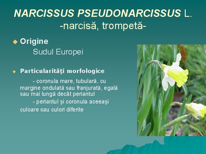 NARCISSUS PSEUDONARCISSUS L. -narcisă, trompetău u Origine Sudul Europei Particularităţi morfologice - coronula mare,