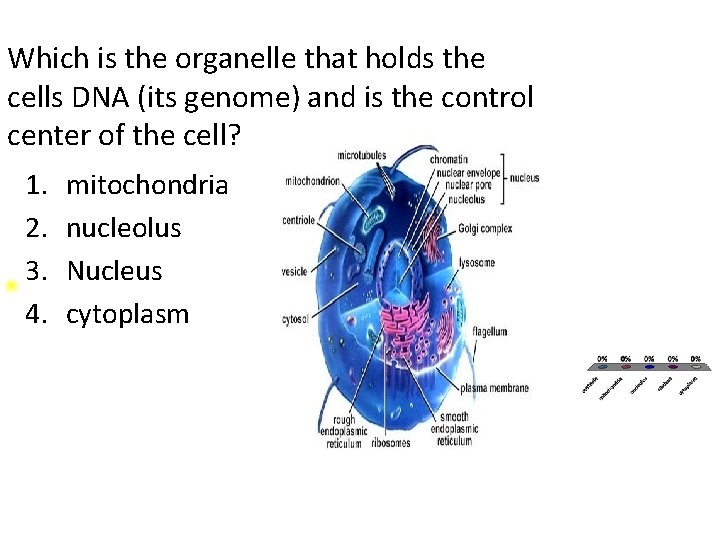 Which is the organelle that holds the cells DNA (its genome) and is the