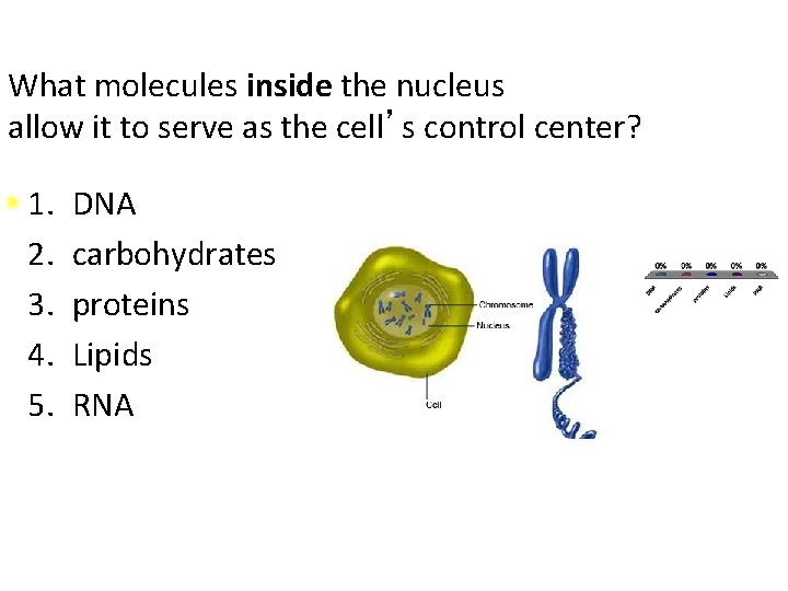 What molecules inside the nucleus allow it to serve as the cell’s control center?
