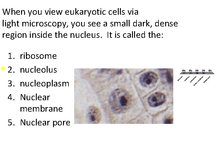 When you view eukaryotic cells via light microscopy, you see a small dark, dense