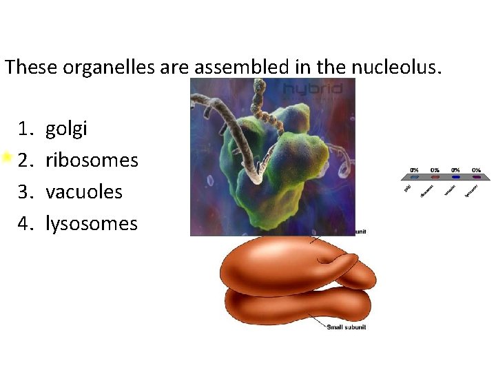 These organelles are assembled in the nucleolus. 1. 2. 3. 4. golgi ribosomes vacuoles