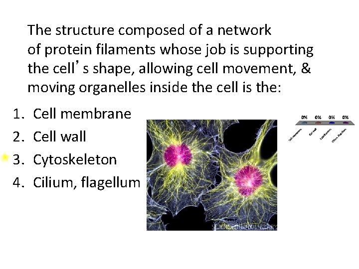 The structure composed of a network of protein filaments whose job is supporting the