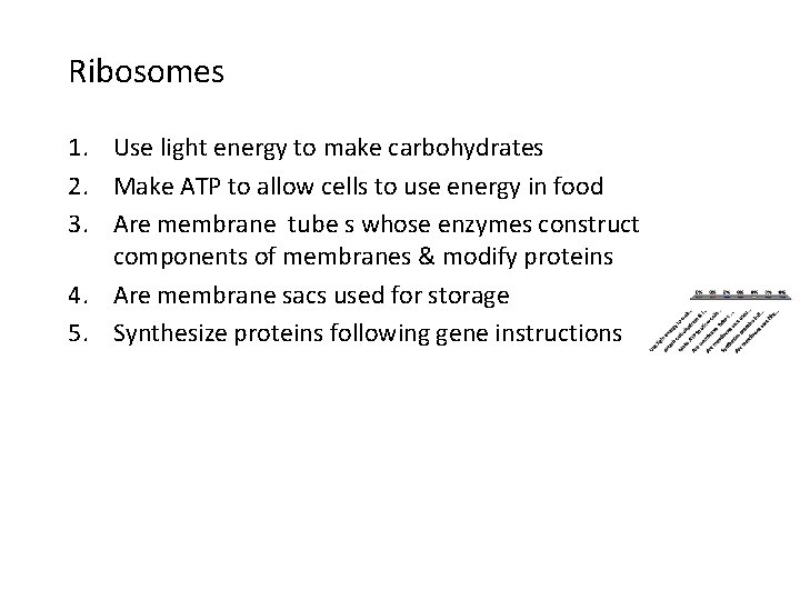 Ribosomes 1. Use light energy to make carbohydrates 2. Make ATP to allow cells