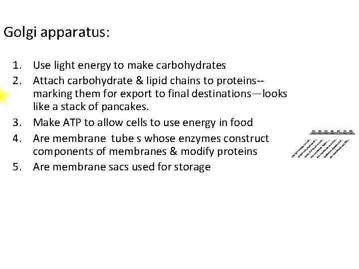 Golgi apparatus: 1. Use light energy to make carbohydrates 2. Attach carbohydrate & lipid