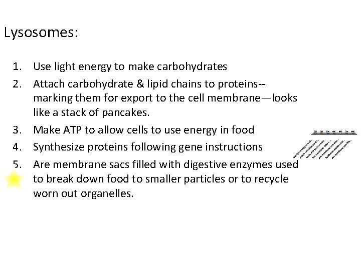 Lysosomes: 1. Use light energy to make carbohydrates 2. Attach carbohydrate & lipid chains