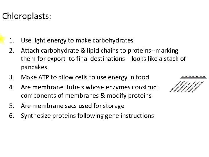 Chloroplasts: 1. Use light energy to make carbohydrates 2. Attach carbohydrate & lipid chains