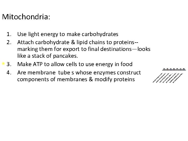Mitochondria: 1. Use light energy to make carbohydrates 2. Attach carbohydrate & lipid chains