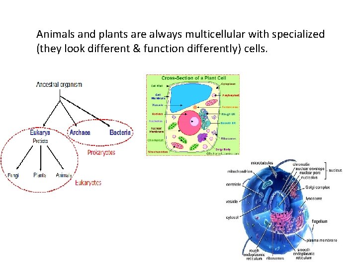 Animals and plants are always multicellular with specialized (they look different & function differently)