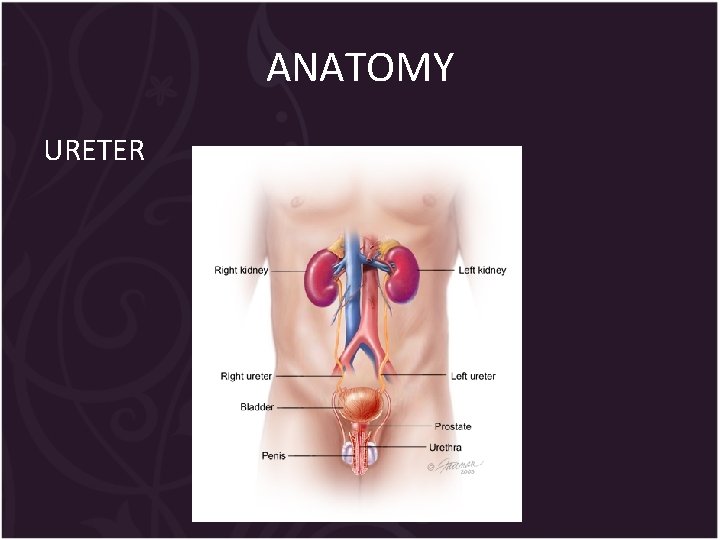 ANATOMY URETER 