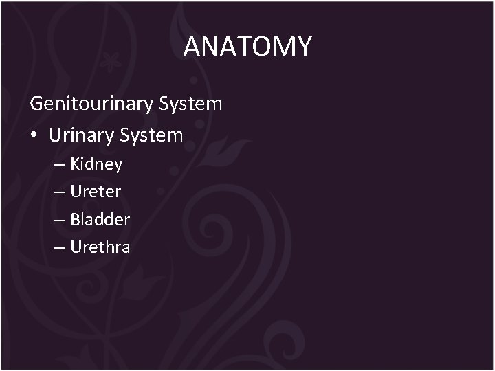 ANATOMY Genitourinary System • Urinary System – Kidney – Ureter – Bladder – Urethra