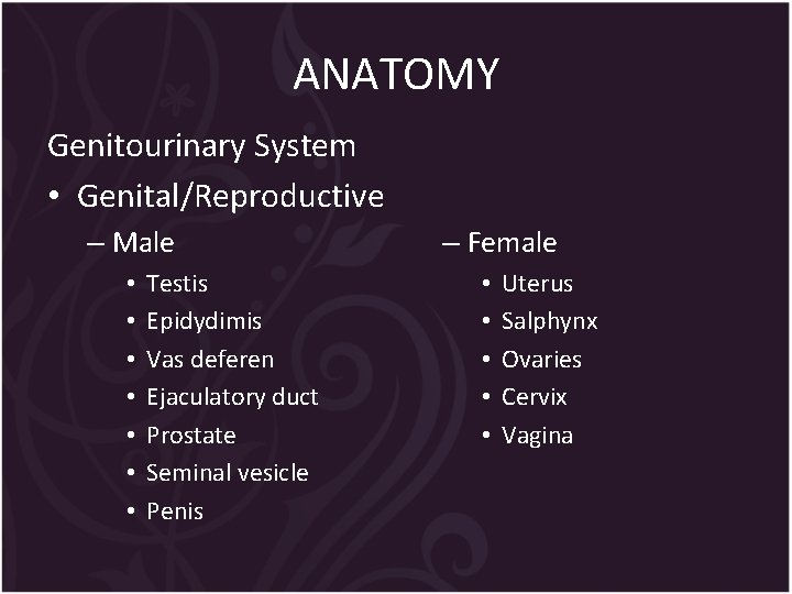ANATOMY Genitourinary System • Genital/Reproductive – Male • • Testis Epidydimis Vas deferen Ejaculatory