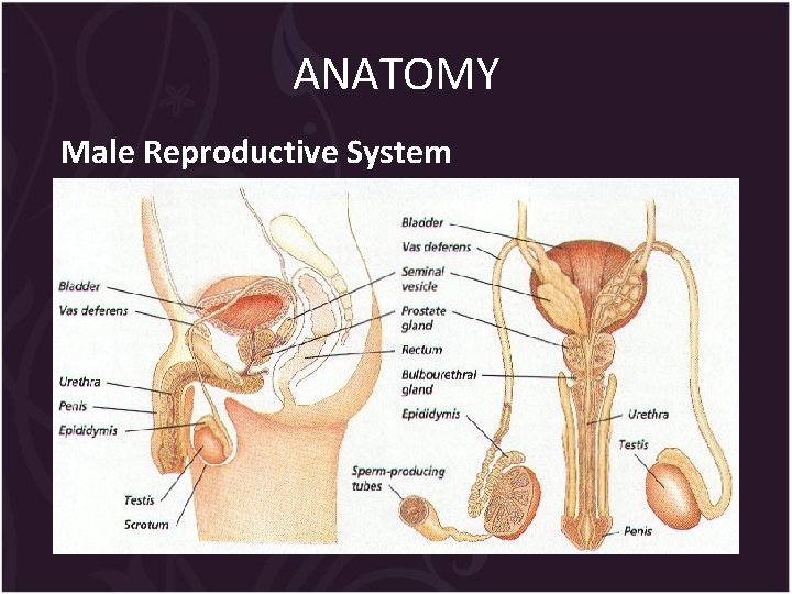 ANATOMY Male Reproductive System 