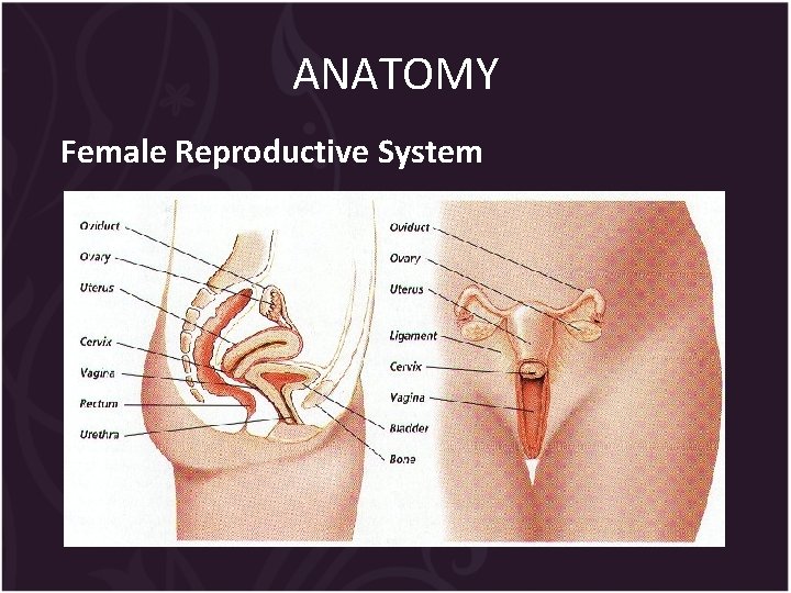 ANATOMY Female Reproductive System 