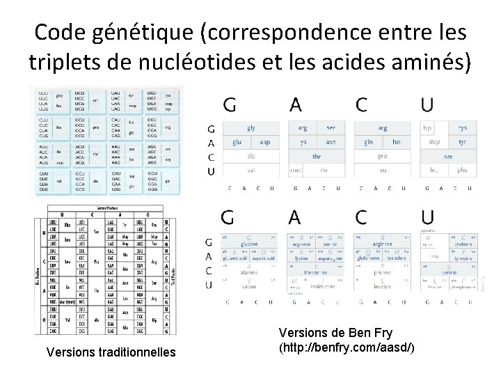 Code génétique (correspondence entre les triplets de nucléotides et les acides aminés) Versions traditionnelles