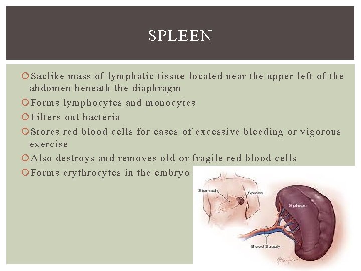 SPLEEN Saclike mass of lymphatic tissue located near the upper left of the abdomen