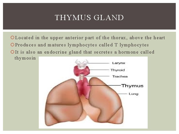 THYMUS GLAND Located in the upper anterior part of the thorax, above the heart