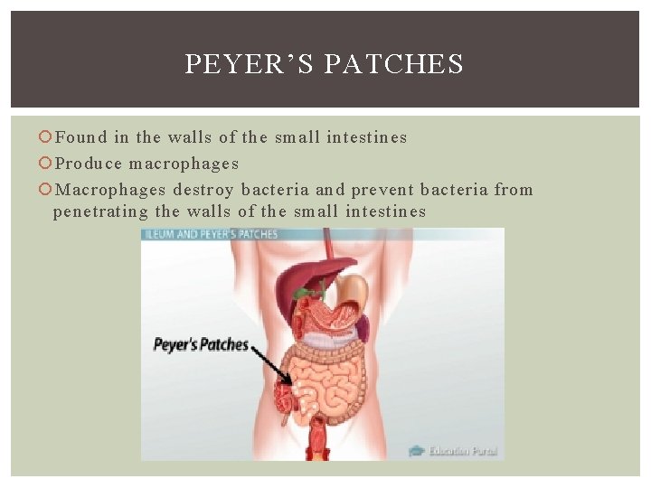 PEYER’S PATCHES Found in the walls of the small intestines Produce macrophages Macrophages destroy