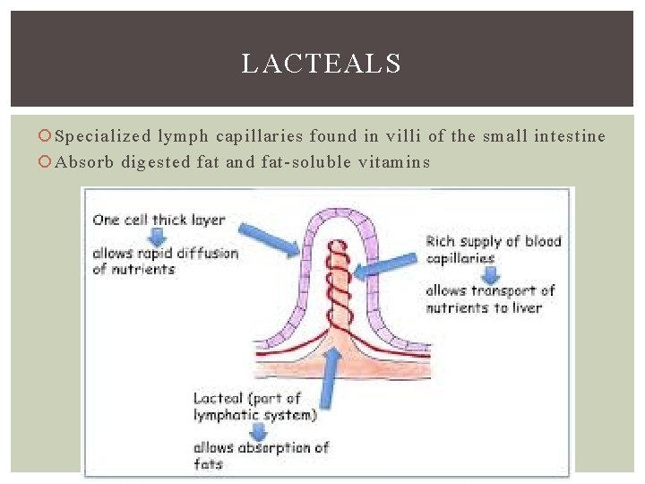 LACTEALS Specialized lymph capillaries found in villi of the small intestine Absorb digested fat