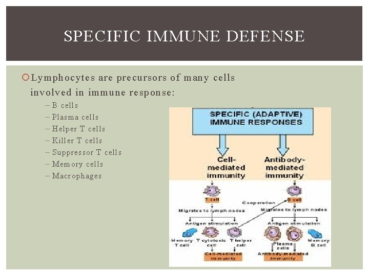 SPECIFIC IMMUNE DEFENSE Lymphocytes are precursors of many cells involved in immune response: –