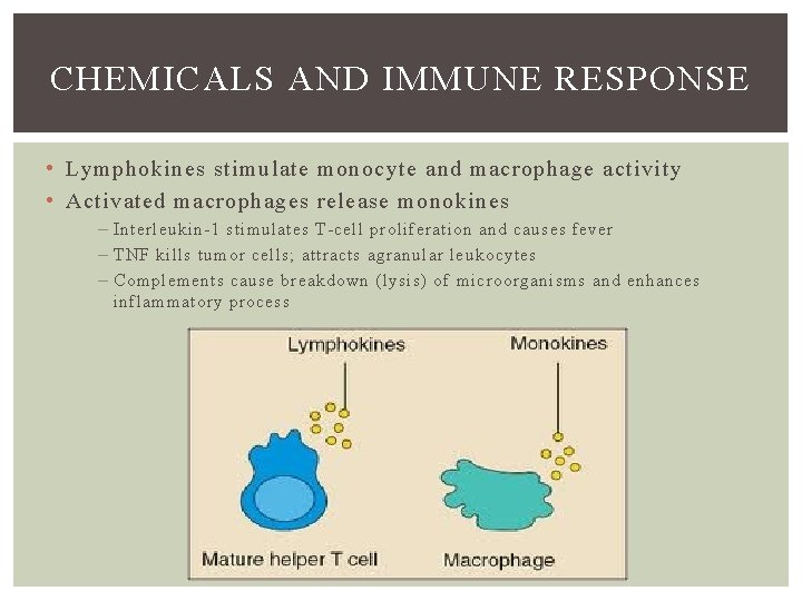 CHEMICALS AND IMMUNE RESPONSE • Lymphokines stimulate monocyte and macrophage activity • Activated macrophages