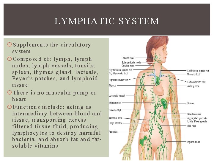 LYMPHATIC SYSTEM Supplements the circulatory system Composed of: lymph, lymph nodes, lymph vessels, tonsils,