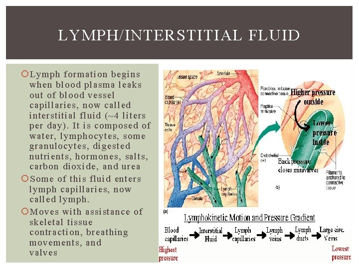 LYMPH/INTERSTITIAL FLUID Lymph formation begins when blood plasma leaks out of blood vessel capillaries,