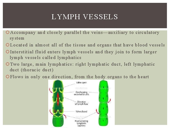 LYMPH VESSELS Accompany and closely parallel the veins—auxiliary to circulatory system Located in almost