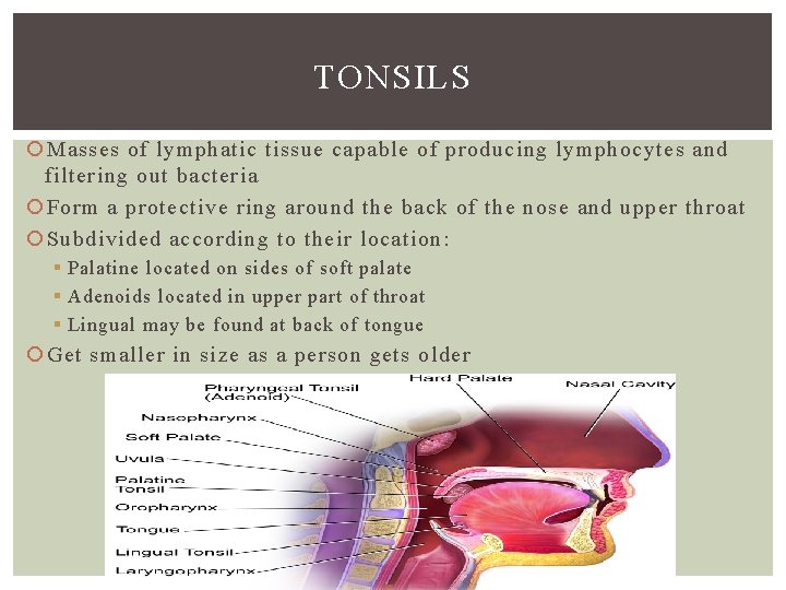 TONSILS Masses of lymphatic tissue capable of producing lymphocytes and filtering out bacteria Form