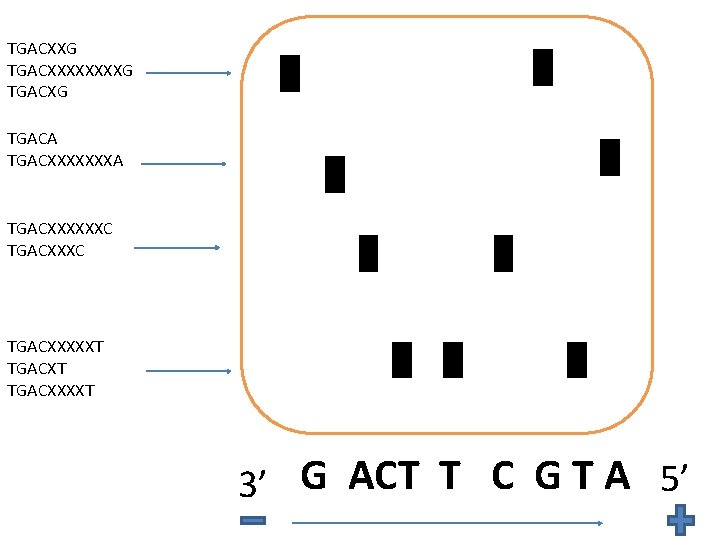 TGACXXG TGACXXXXG TGACXG TGACA TGACXXXXXXXA TGACXXXXXXC TGACXXXXXT TGACXXXXT 3’ G ACT T C G TGACXXG TGACXXXXG TGACXG TGACA TGACXXXXXXXA TGACXXXXXXC TGACXXXXXT TGACXXXXT 3’ G ACT T C G