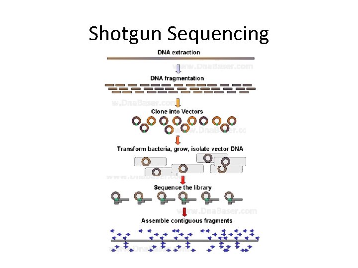 Shotgun Sequencing Shotgun Sequencing