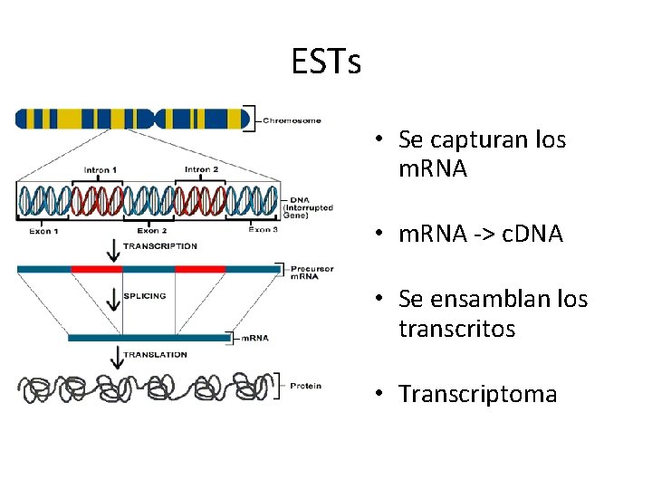 ESTs • Se capturan los m. RNA • m. RNA -> c. DNA • ESTs • Se capturan los m. RNA • m. RNA -> c. DNA •
