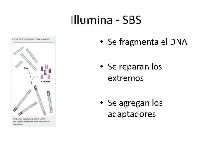 Illumina - SBS • Se fragmenta el DNA • Se reparan los extremos • Illumina - SBS • Se fragmenta el DNA • Se reparan los extremos •