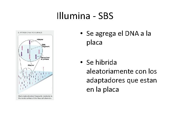 Illumina - SBS • Se agrega el DNA a la placa • Se hibrida Illumina - SBS • Se agrega el DNA a la placa • Se hibrida