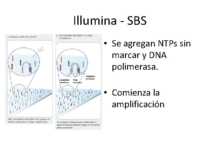 Illumina - SBS • Se agregan NTPs sin marcar y DNA polimerasa. • Comienza Illumina - SBS • Se agregan NTPs sin marcar y DNA polimerasa. • Comienza