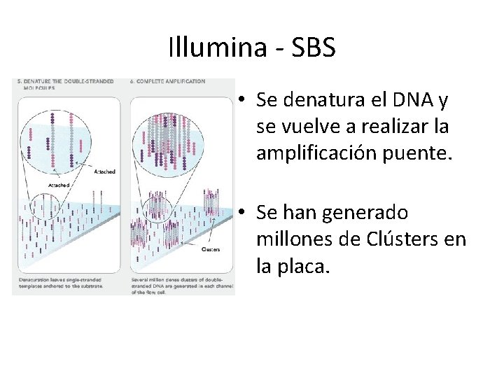 Illumina - SBS • Se denatura el DNA y se vuelve a realizar la Illumina - SBS • Se denatura el DNA y se vuelve a realizar la