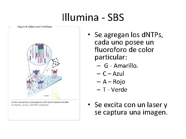 Illumina - SBS • Se agregan los d. NTPs, cada uno posee un fluoroforo Illumina - SBS • Se agregan los d. NTPs, cada uno posee un fluoroforo