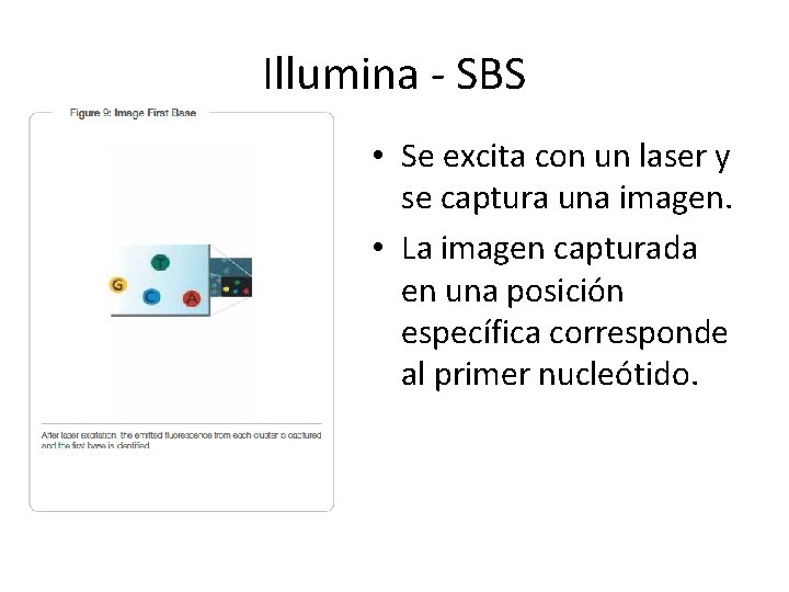 Illumina - SBS • Se excita con un laser y se captura una imagen. Illumina - SBS • Se excita con un laser y se captura una imagen.
